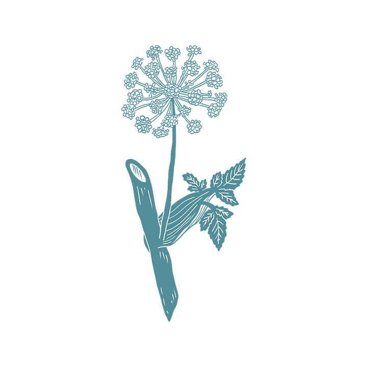 Radice di angelica utilizzata tra le botaniche di Ander Gin